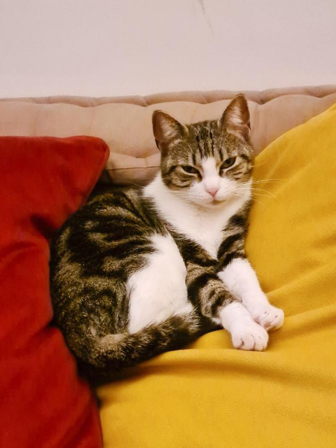 Accommodatie bij particulieren Jolie Dans Cosy En Plein Centre *